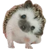 🙂 Эмодзи «Cute animals #animals #cute #girl» для Telegram