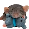 🤗 Эмодзи «Cute animals #animals #cute #girl» для Telegram