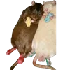 🐀 Эмодзи «Cute animals #animals #cute #girl» для Telegram