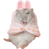 🐹 Эмодзи «Cute animals #animals #cute #girl» для Telegram