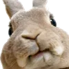 🐰 Эмодзи «Cute animals #animals #cute #girl» для Telegram