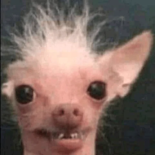 🥸 Стикер «Dogs memes» для Telegram