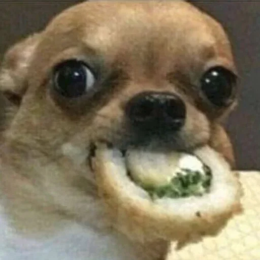 🍣 Стикер «Dogs memes» для Telegram