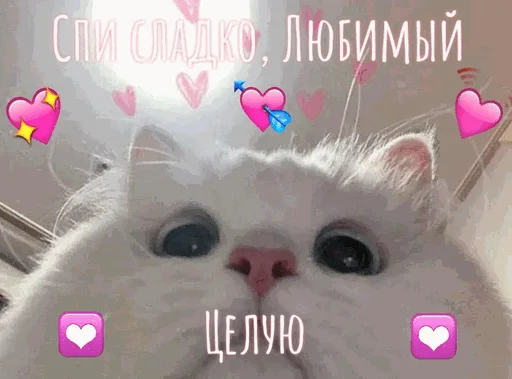 😘 Стикер «Спокойной ночи» для Telegram