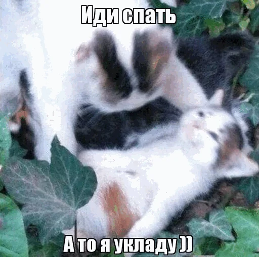 🛏 Стикер «Спокойной ночи» для Telegram