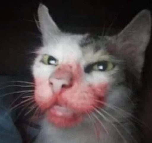 Стикерпак бум бум для Telegram — скачать