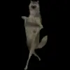 🌟 Эмодзи «Волк Ихвильнихт» для Telegram
