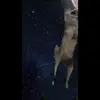🐺 Эмодзи «Волк Ихвильнихт» для Telegram