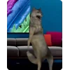 🐺 Эмодзи «Волк Ихвильнихт» для Telegram