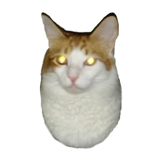 мс пох
