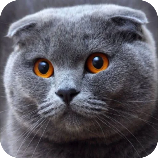 🐱 Стикер «ÐÐ ÐºÐ¾ÑÐ¸ÐºÐ¸» для Telegram