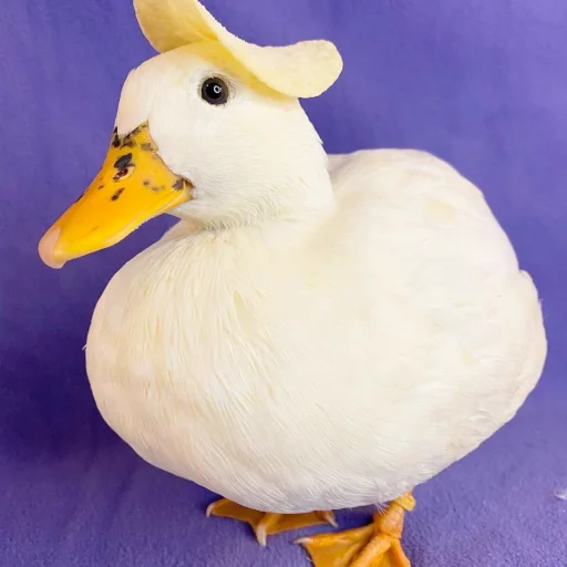 Стикерпак Animali для Telegram — скачать