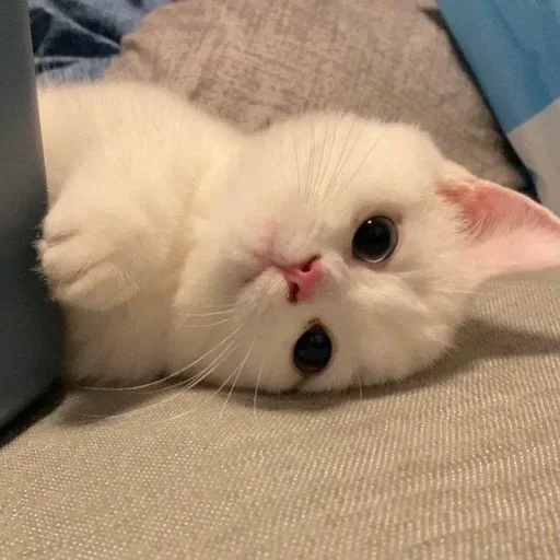 🥺 Стикер «white 3» для Telegram