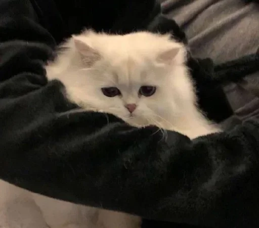 🥺 Стикер «white 3» для Telegram