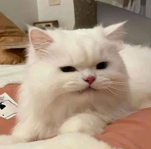 🥺 Стикер «white 3» для Telegram
