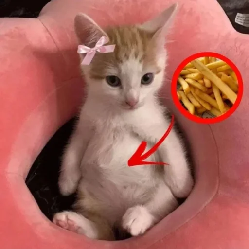 🐾 Стикер «ilkinboss» для Telegram