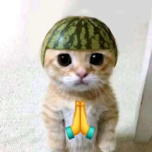 🙏 Стикер «ilkinboss» для Telegram