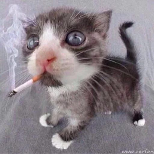 😼 Стикер «ilkinboss» для Telegram