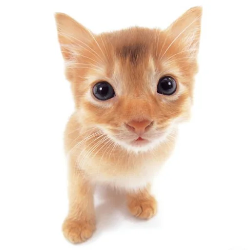 🐱 Стикер «ilkinboss» для Telegram