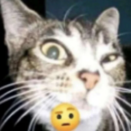 🤨 Стикер «ilkinboss» для Telegram
