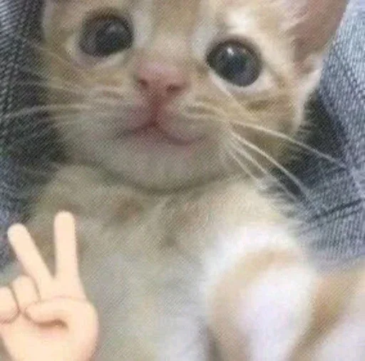 ✌ Стикер «ilkinboss» для Telegram
