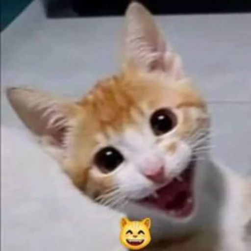😸 Стикер «ilkinboss» для Telegram