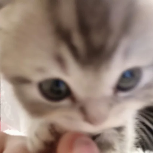 🐱 Стикер «ilkinboss» для Telegram