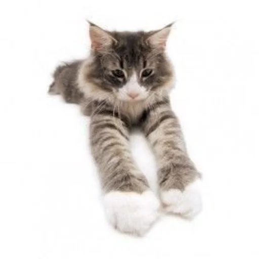 🐱 Стикер «ilkinboss» для Telegram