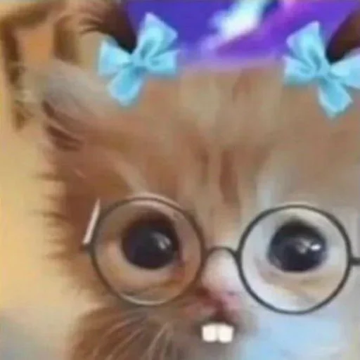 🥹 Стикер «ilkinboss» для Telegram