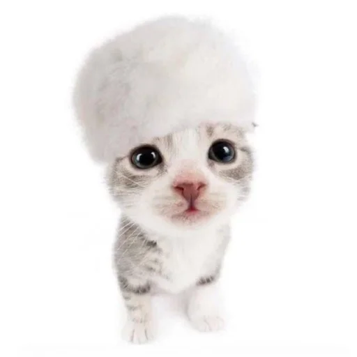 🐱 Стикер «ilkinboss» для Telegram