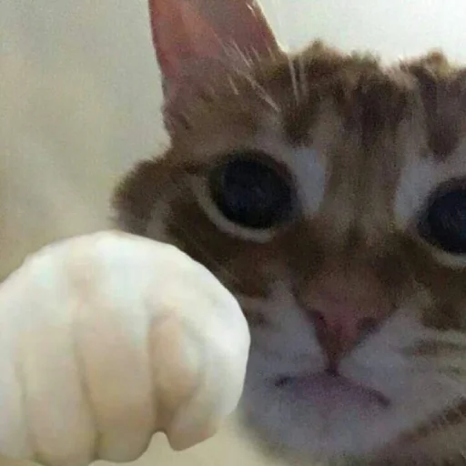 👊 Стикер «ilkinboss» для Telegram