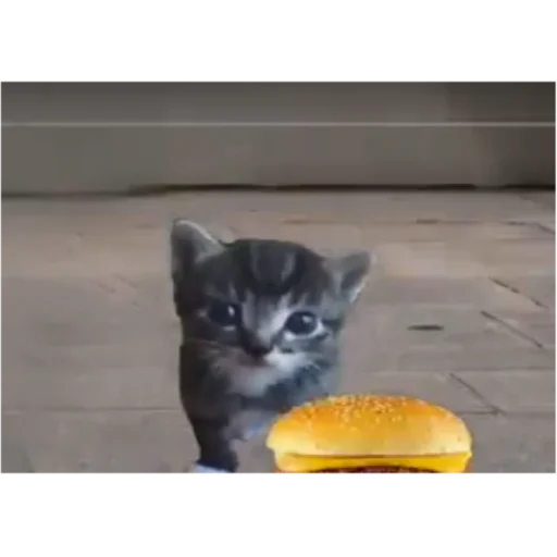 🍔 Стикер «я ебала эту жизнь» для Telegram