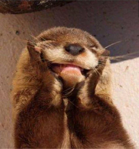 Стикерпак Otters для Telegram — скачать