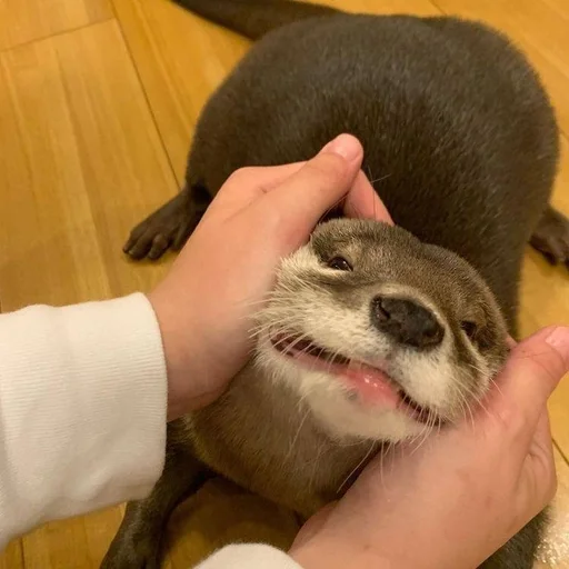 ☺️ Стикер «Otters» для Telegram