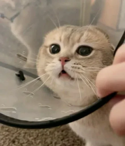 😍 Стикер «sweet pussy» для Telegram