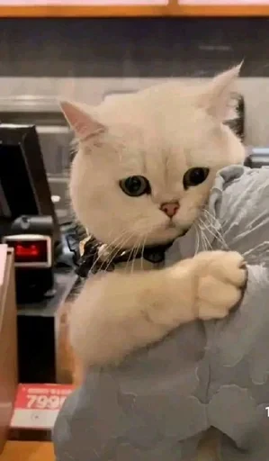 😞 Стикер «sweet pussy» для Telegram