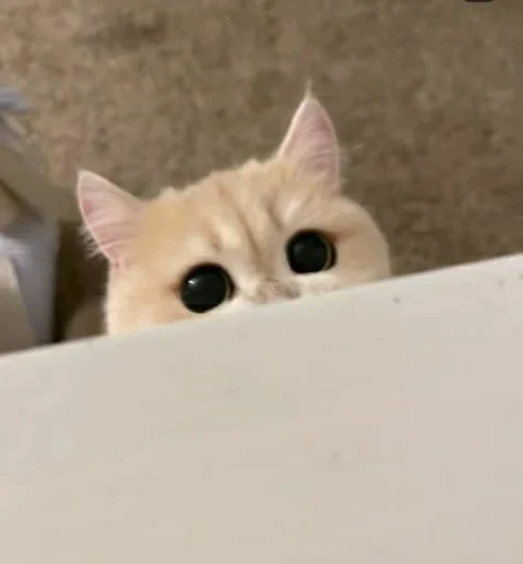 🧛‍♂ Стикер «sweet pussy» для Telegram