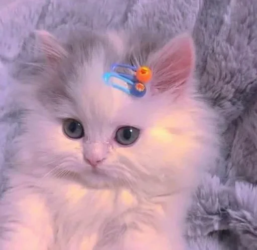 ☺️ Стикер «sweet pussy» для Telegram