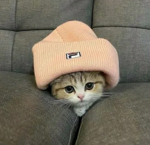 😏 Стикер «sweet pussy» для Telegram