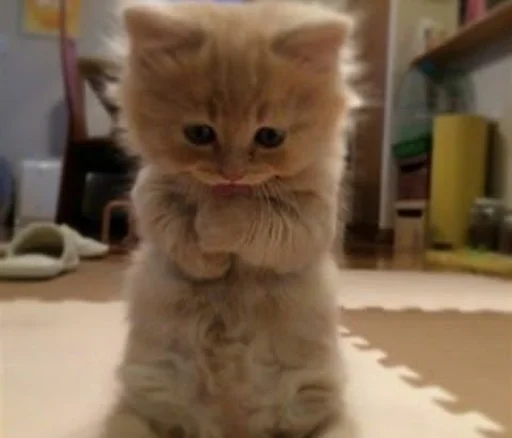 😔 Стикер «sweet pussy» для Telegram
