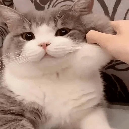 😘 Стикер «sweet pussy» для Telegram