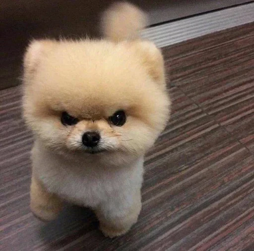 🥺 Стикер «sweet pussy» для Telegram