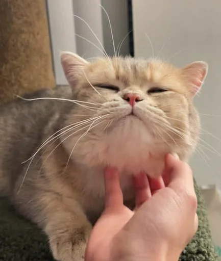 😊 Стикер «sweet pussy» для Telegram