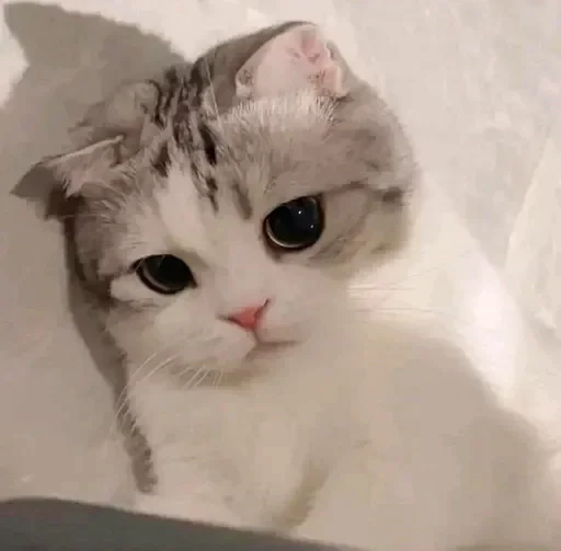 🥺 Стикер «sweet pussy» для Telegram