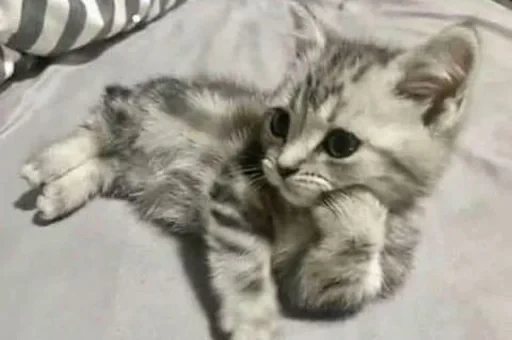 🙃 Стикер «sweet pussy» для Telegram