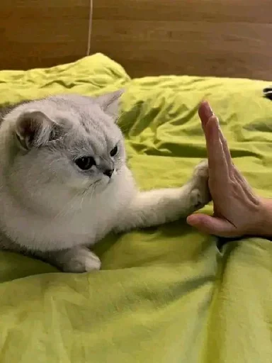 😃 Стикер «sweet pussy» для Telegram