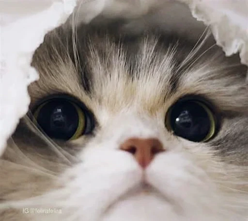 😒 Стикер «sweet pussy» для Telegram