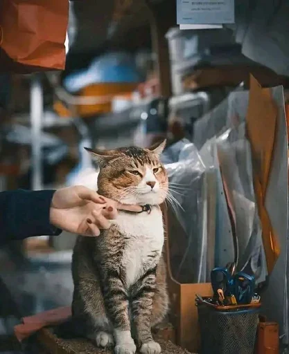 😒 Стикер «sweet pussy» для Telegram