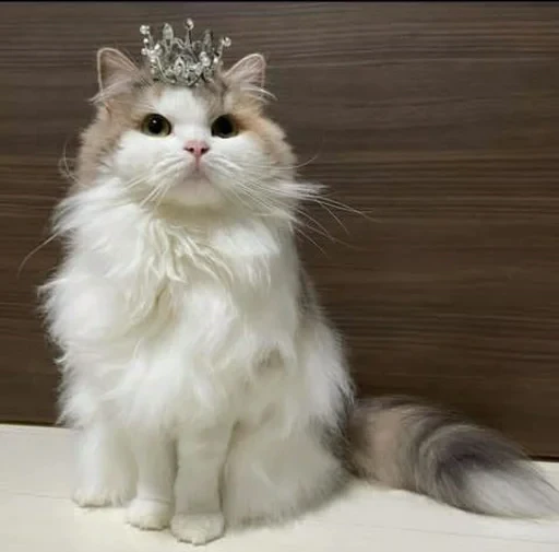 🌟 Стикер «sweet pussy» для Telegram