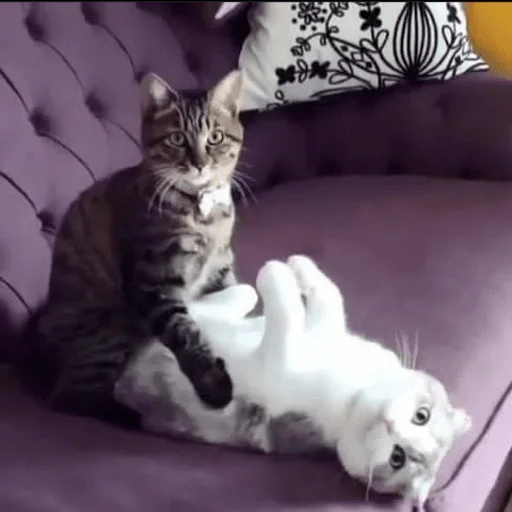 😳 Стикер «sweet pussy» для Telegram